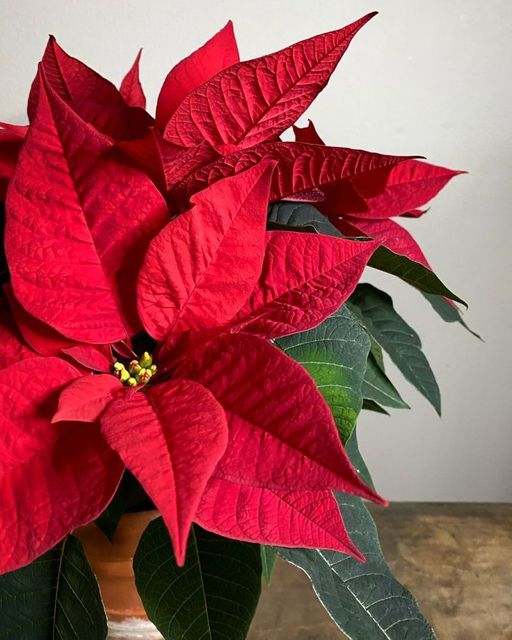 Fresh Christmas Poinsetta - 6"