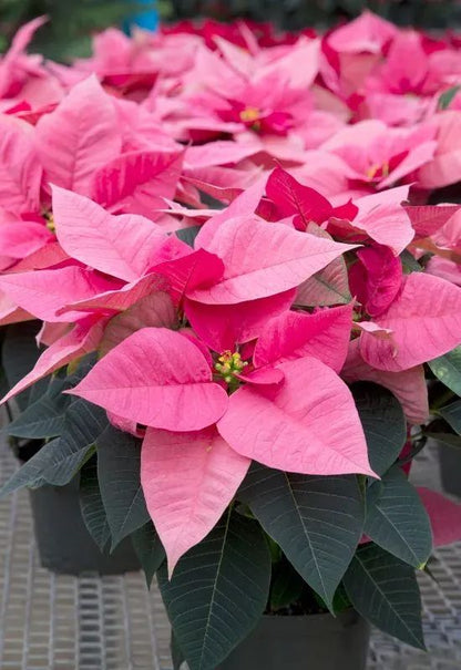 Fresh Christmas Poinsetta - 8"