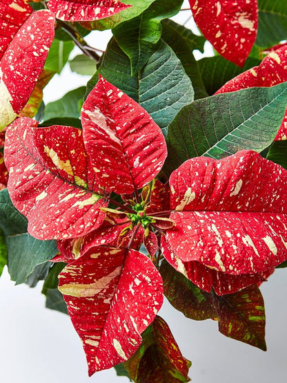 Fresh Christmas Poinsetta - 6"